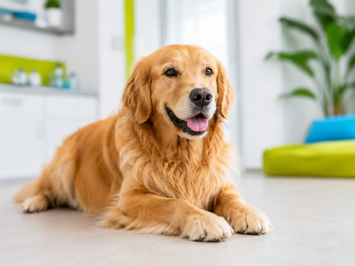Cățel tânăr în brațele proprietarului după vaccinare la cabinetul veterinar